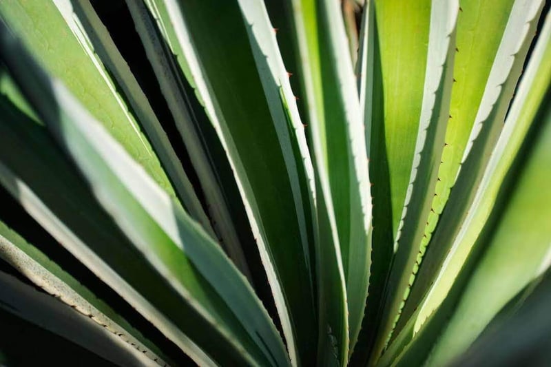 agave maguey tequila