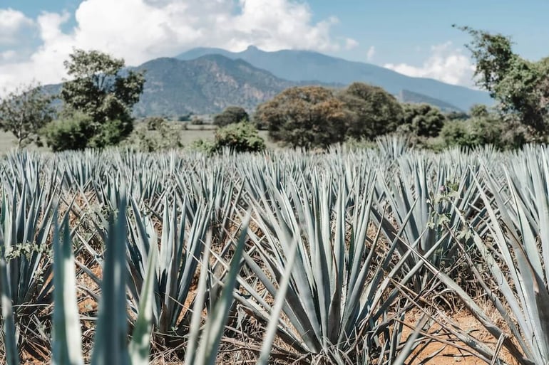 campo de agave en tierras de jalisco mexico