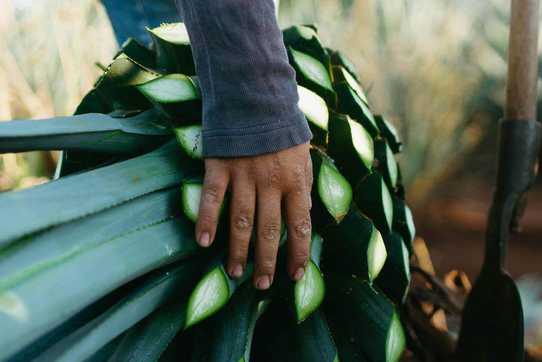 maestro tequilero con una piña de agave